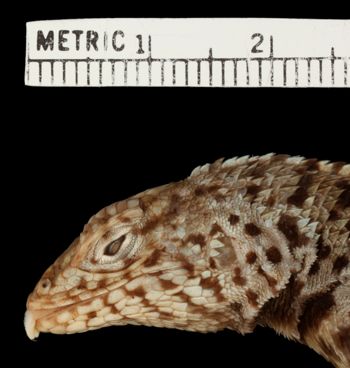 Media type: image;   Herpetology R-22665 Aspect: head lateral